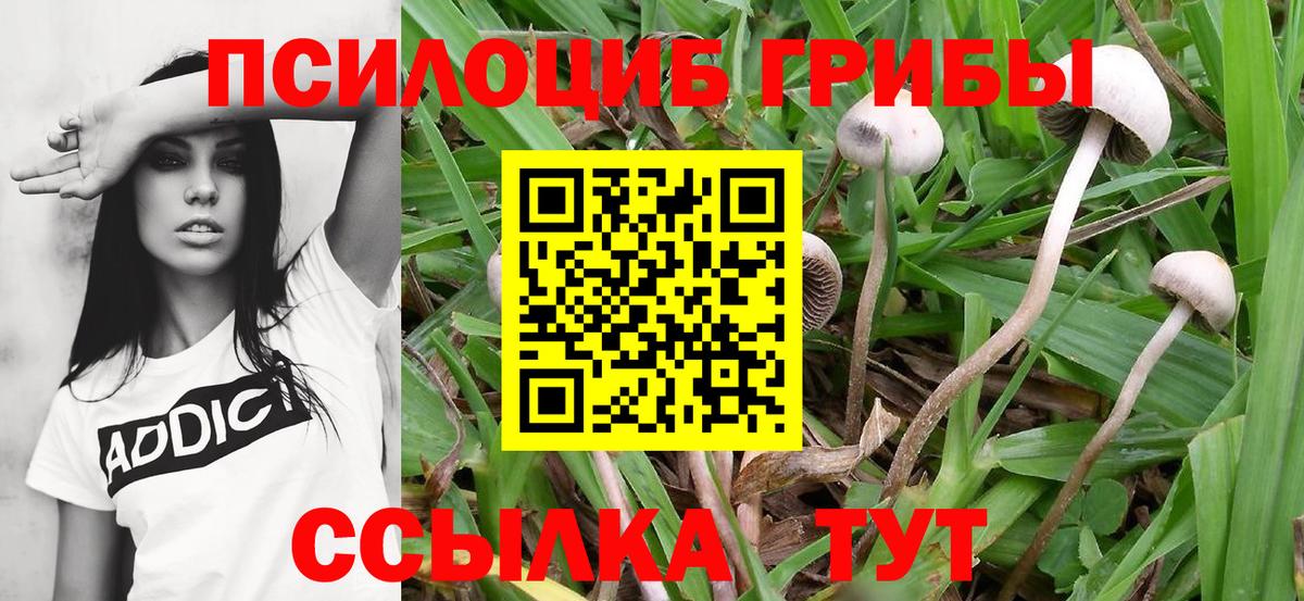 Галлюциногенные грибы Psilocybe  Вход с VPN  Магнитогорск 